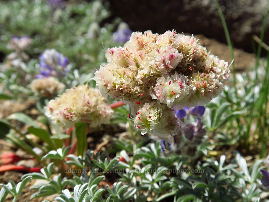 pussy-paws (Calyptridium monospermum (Cistanthe monosperma)) [Mount Ashland, Rogue River-Siskiyou National Forest, Jackson County, Oregon]