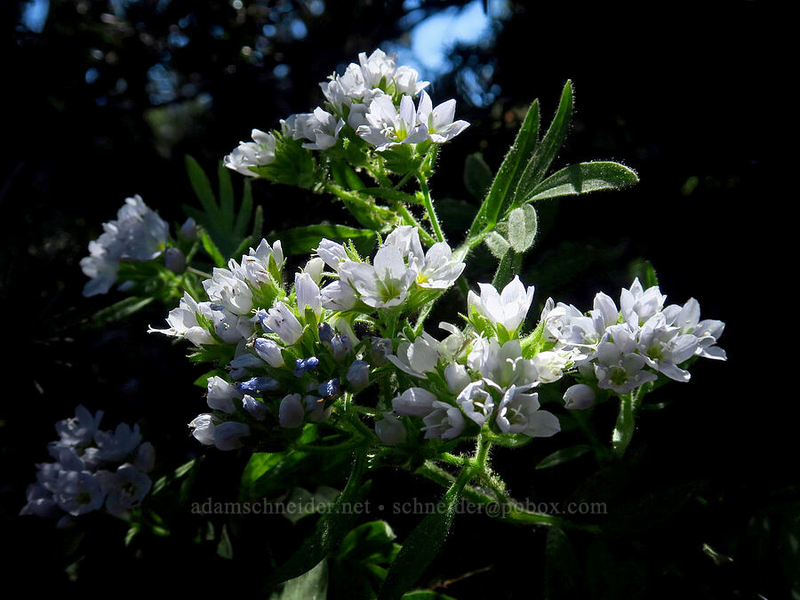California Jacob's-ladder (Polemonium californicum) [Mount Ashland, Rogue River-Siskiyou National Forest, Jackson County, Oregon]