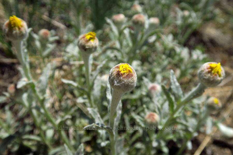 Oregon sunshine, budding (Eriophyllum lanatum) [Mount Ashland, Rogue River-Siskiyou National Forest, Jackson County, Oregon]
