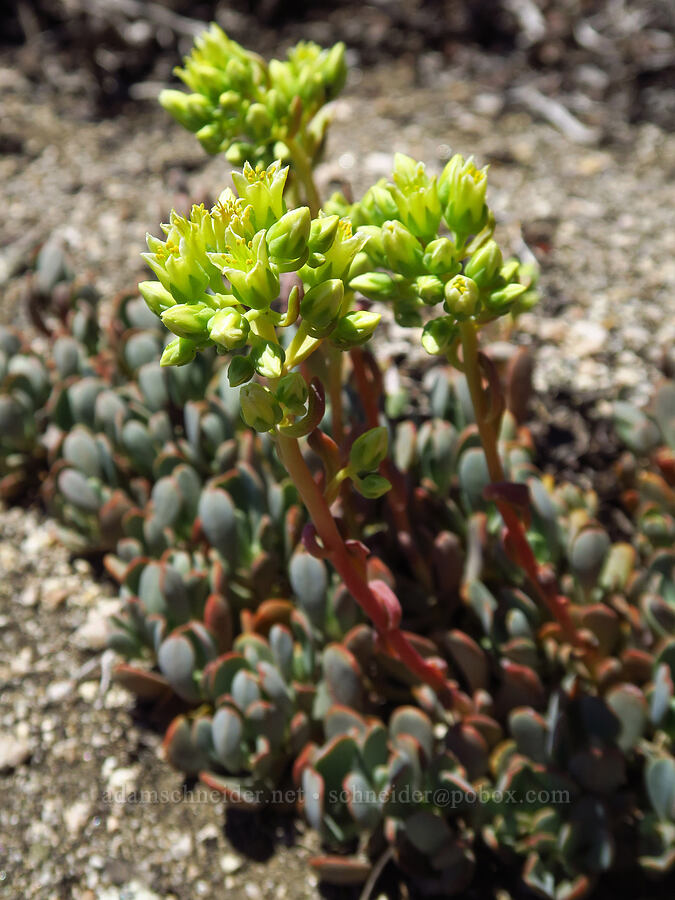 creamy stonecrop (Sedum oregonense) [Mount Ashland, Rogue River-Siskiyou National Forest, Jackson County, Oregon]