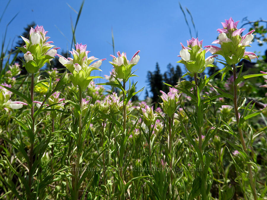 Siskiyou owl's-clover (Orthocarpus cuspidatus ssp. cuspidatus) [Mount Ashland, Rogue River-Siskiyou National Forest, Jackson County, Oregon]