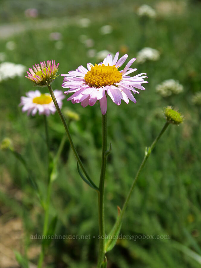 Alice's fleabane (Erigeron aliceae) [Mt. Ashland Meadows, Klamath National Forest, Jackson County, Oregon]