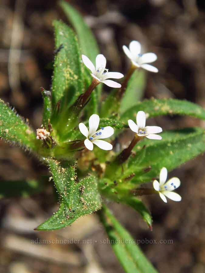 staining collomia (Collomia tinctoria) [Mt. Ashland Meadows, Klamath National Forest, Jackson County, Oregon]