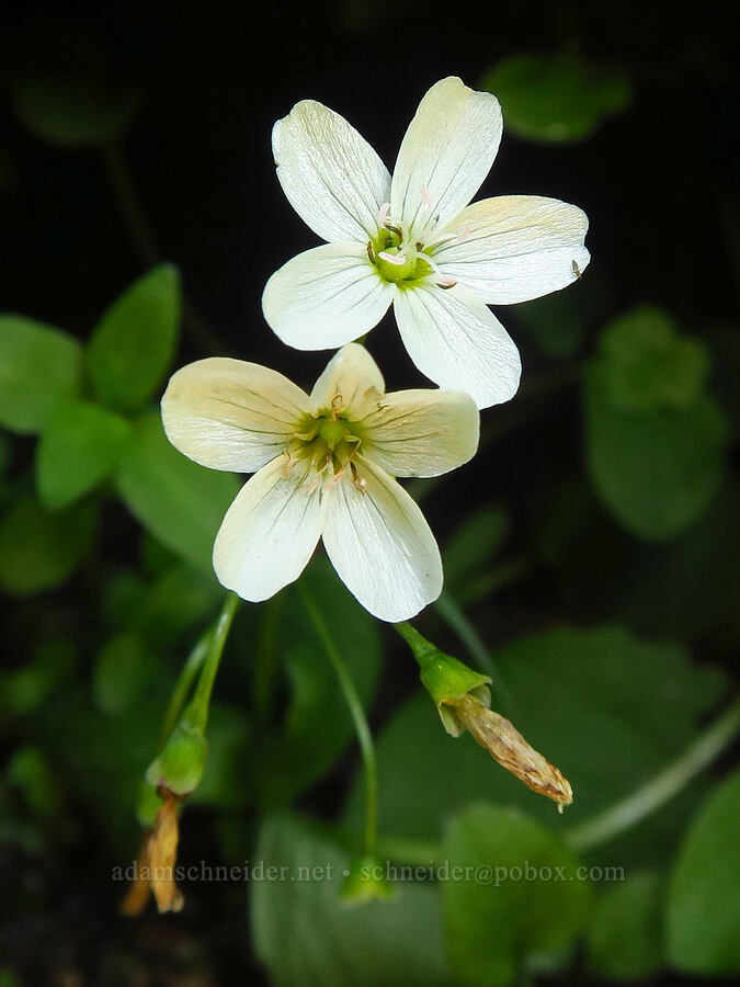 broad-leaf spring-beauty (Claytonia cordifolia (Montia cordifolia)) [Mt. Ashland Meadows, Klamath National Forest, Jackson County, Oregon]