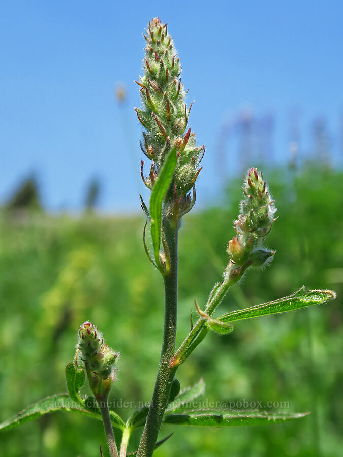 Oregon checker-mallow, budding (Sidalcea oregana) [Mt. Ashland Meadows, Klamath National Forest, Jackson County, Oregon]