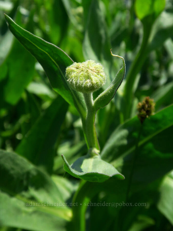 Bigelow's sneezeweed, budding (Helenium bigelovii) [Mt. Ashland Meadows, Klamath National Forest, Jackson County, Oregon]