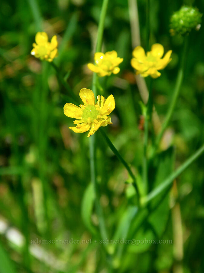 mountain buttercups (Ranunculus populago) [Mt. Ashland Meadows, Klamath National Forest, Jackson County, Oregon]