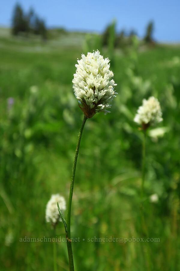 western bistort (Bistorta bistortoides (Polygonum bistortoides)) [Mt. Ashland Meadows, Klamath National Forest, Jackson County, Oregon]