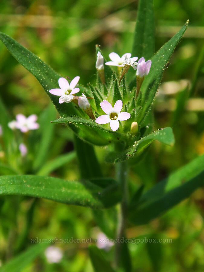 narrow-leaf collomia (Collomia linearis) [Mt. Ashland Meadows, Klamath National Forest, Jackson County, Oregon]