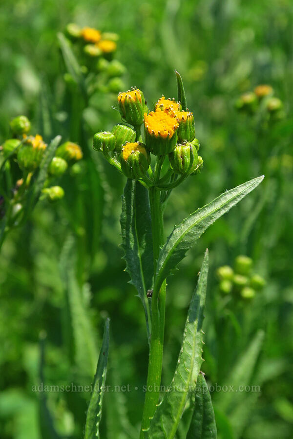 arrow-leaf groundsel, budding (Senecio triangularis) [Mt. Ashland Meadows, Klamath National Forest, Jackson County, Oregon]