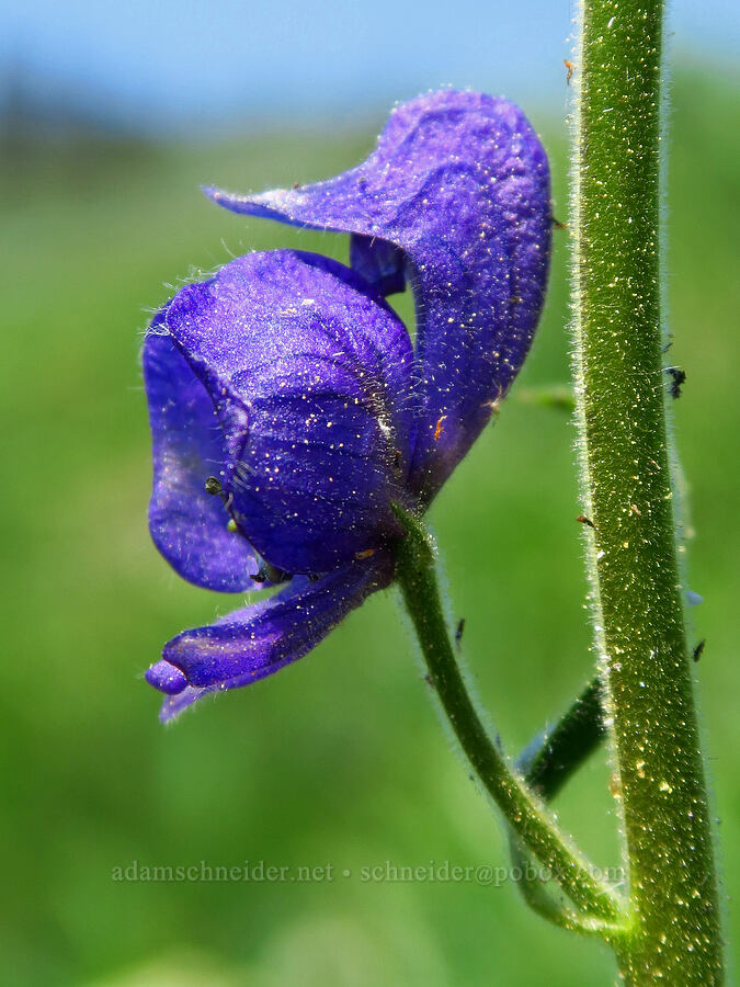 monkshood (Aconitum columbianum) [Mt. Ashland Meadows, Klamath National Forest, Jackson County, Oregon]