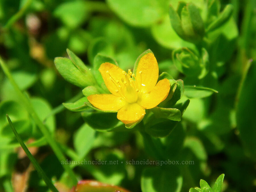 tinker's-penny (bog St.-John's-wort) (Hypericum anagalloides) [Mt. Ashland Meadows, Klamath National Forest, Jackson County, Oregon]