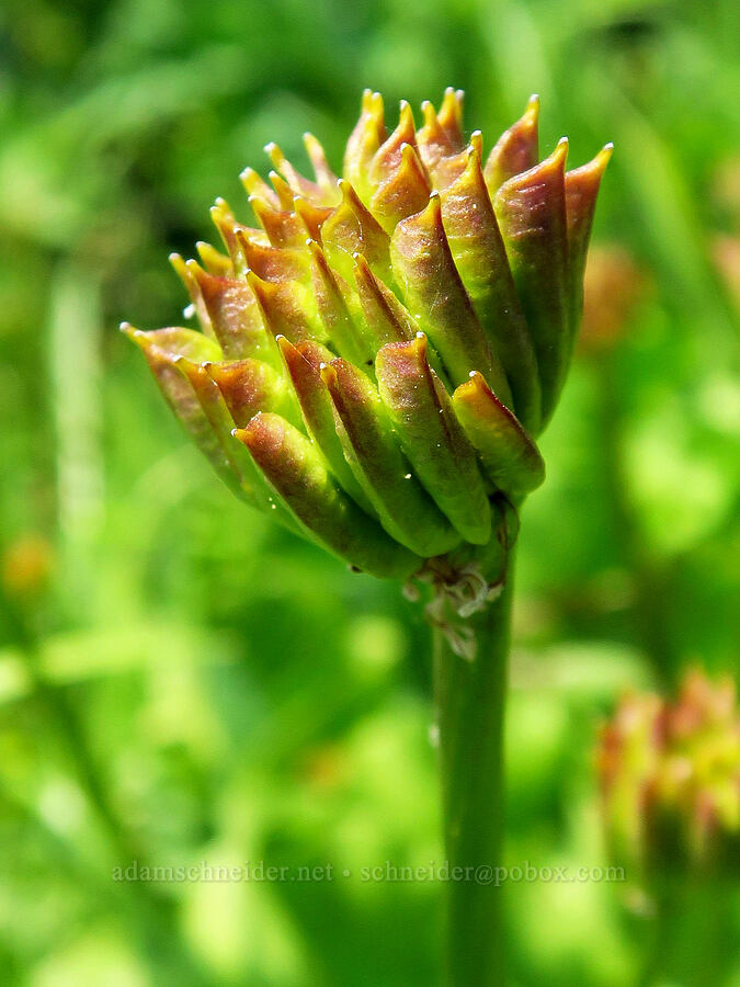 white marsh-marigolds, going to seed (Caltha biflora (Caltha leptosepala var. biflora)) [Mt. Ashland Meadows, Klamath National Forest, Jackson County, Oregon]