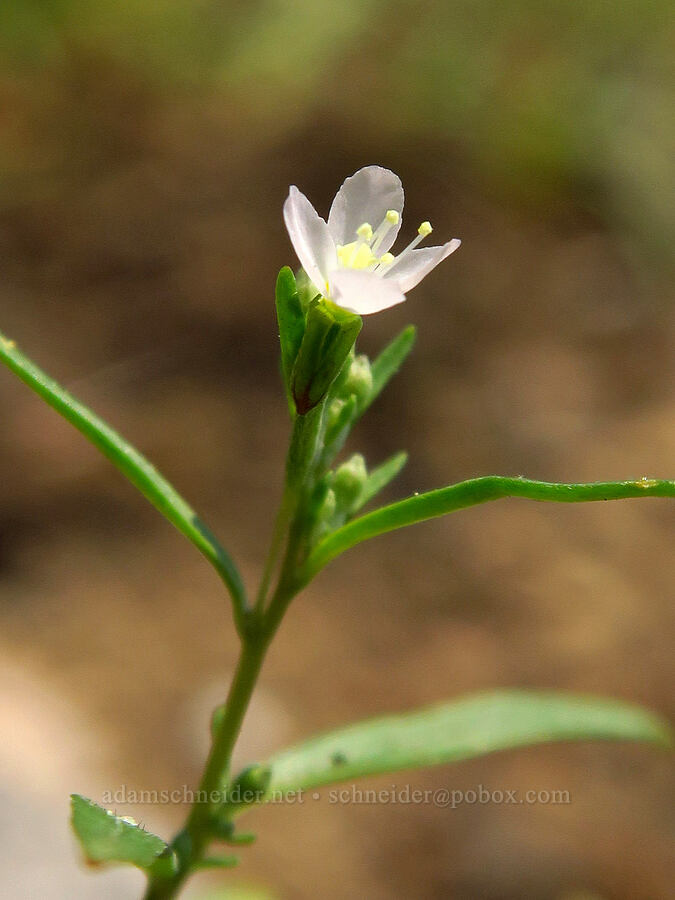spreading groundsmoke (Gayophytum diffusum) [Mt. Ashland Meadows, Klamath National Forest, Jackson County, Oregon]