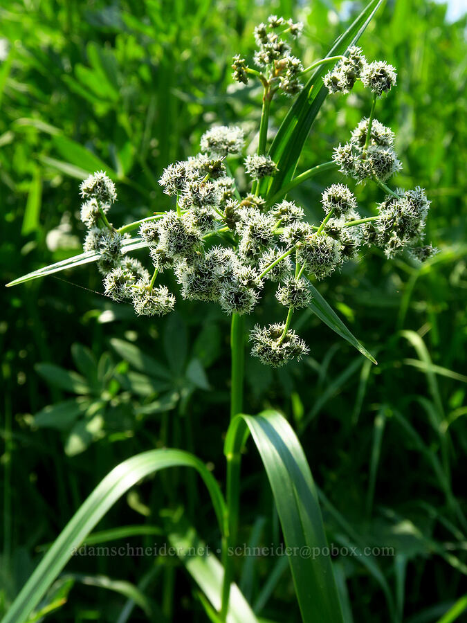 panicled bulrush (Scirpus microcarpus) [Mt. Ashland Meadows, Klamath National Forest, Jackson County, Oregon]