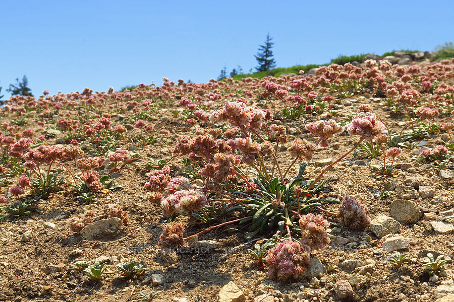 huge field of pussy-paws (Calyptridium sp. (Cistanthe sp.)) [Mt. Ashland Meadows, Klamath National Forest, Jackson County, Oregon]