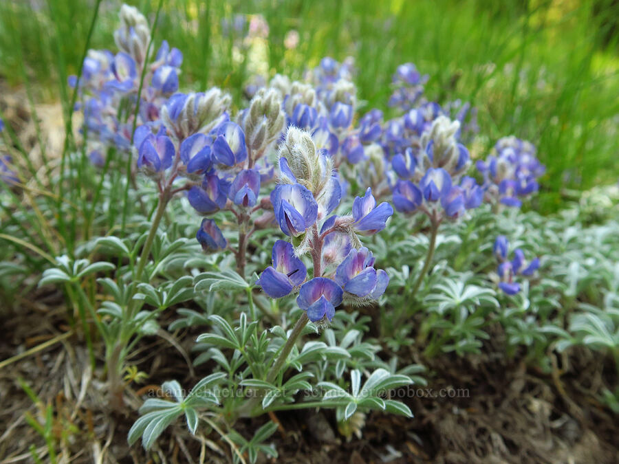 Brewer's lupine (Lupinus breweri) [Mt. Ashland Meadows, Klamath National Forest, Jackson County, Oregon]