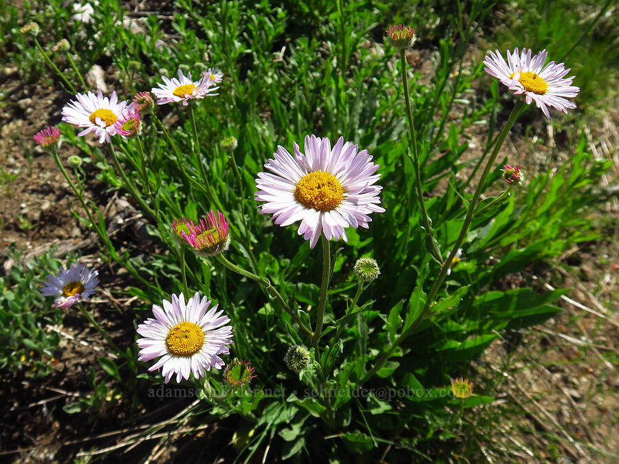 Alice's fleabane (Erigeron aliceae) [Siskiyou Peak, Klamath National Forest, Jackson County, Oregon]