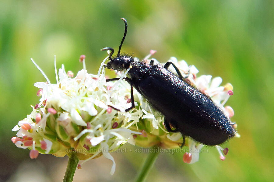 punctuate blister beetle on ball-head sandwort (Epicauta puncticollis, Eremogone congesta (Arenaria congesta)) [Siskiyou Peak, Klamath National Forest, Jackson County, Oregon]