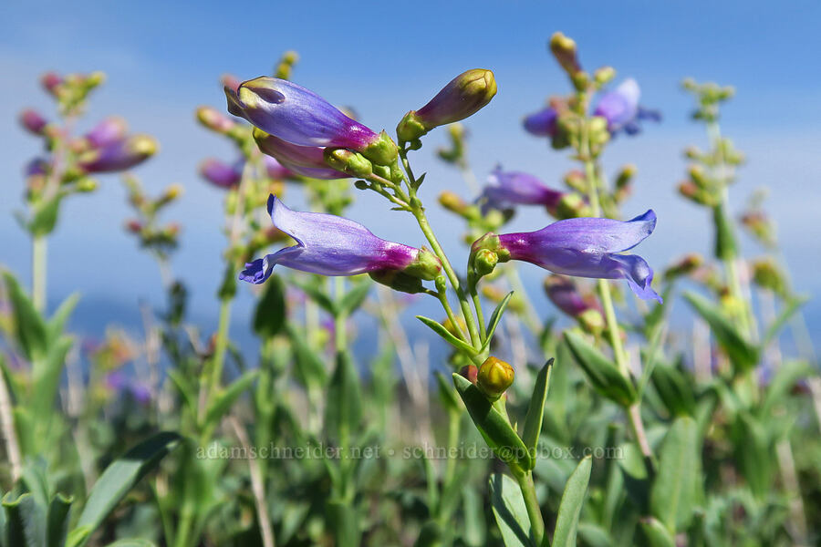 penstemon (Penstemon sp.) [Siskiyou Peak, Klamath National Forest, Jackson County, Oregon]