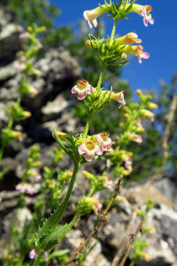 hot rock penstemon (Penstemon deustus) [Siskiyou Peak, Klamath National Forest, Jackson County, Oregon]