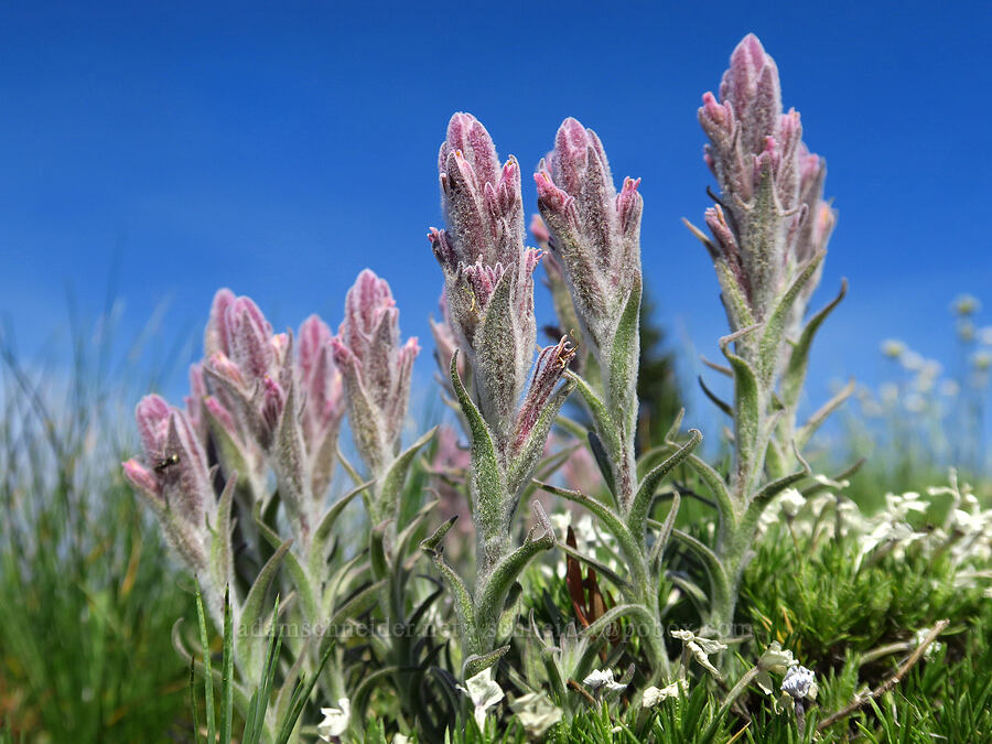 split-hair paintbrush (Castilleja schizotricha) [Siskiyou Peak, Klamath National Forest, Jackson County, Oregon]