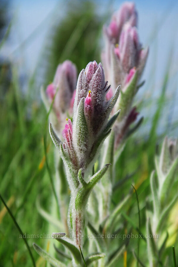 split-hair paintbrush (Castilleja schizotricha) [Siskiyou Peak, Klamath National Forest, Jackson County, Oregon]