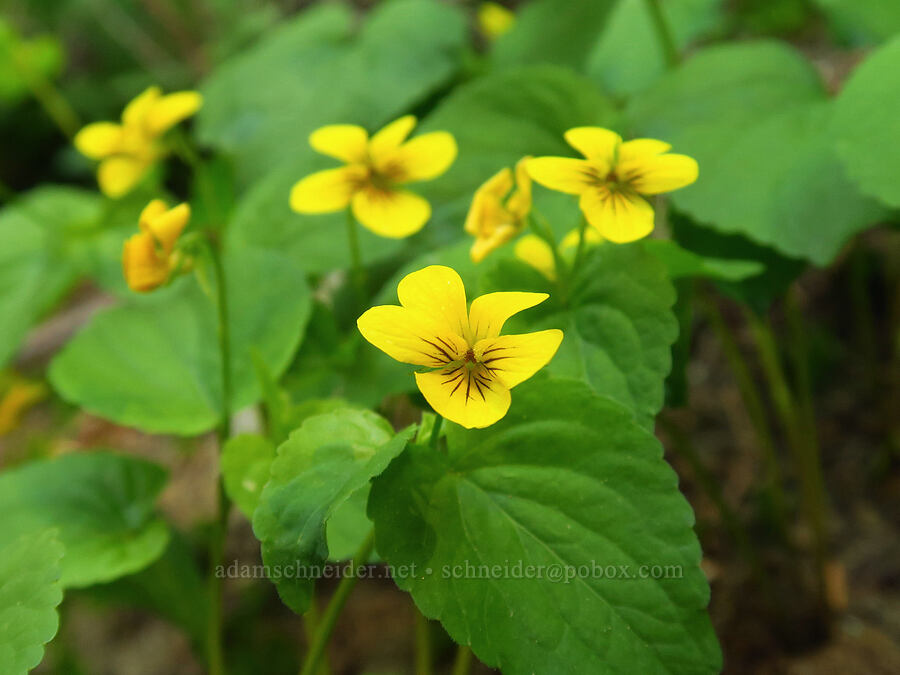 pioneer violets (Viola glabella) [Forest Road 20, Klamath National Forest, Jackson County, Oregon]