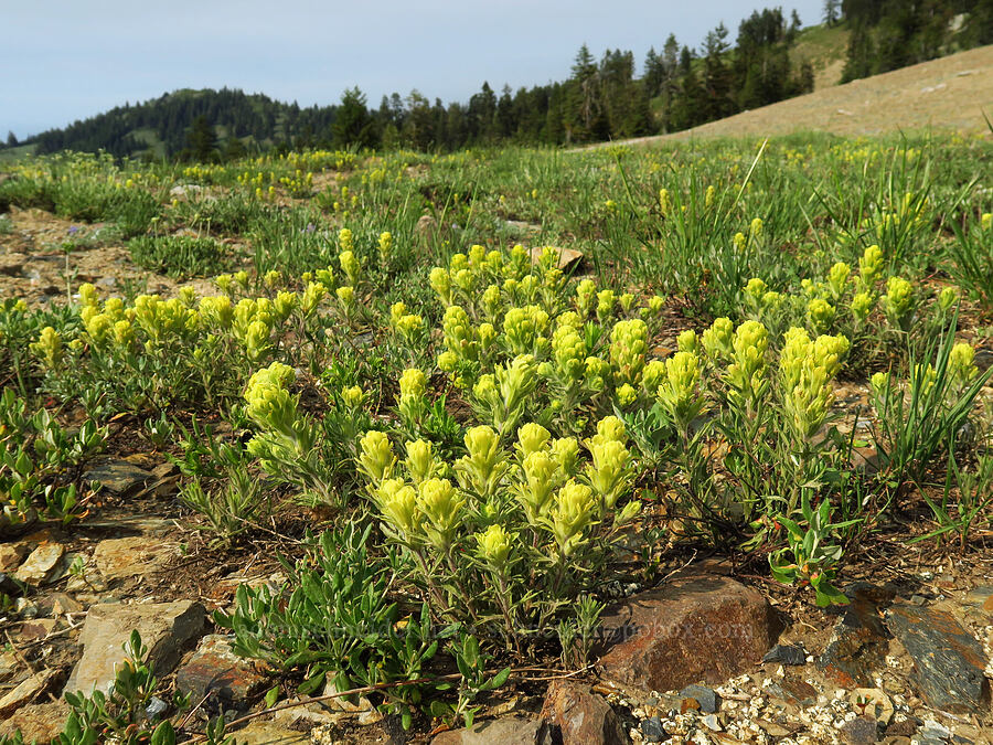 cobwebby paintbrush (Castilleja arachnoidea) [Forest Road 20, Klamath National Forest, Jackson County, Oregon]