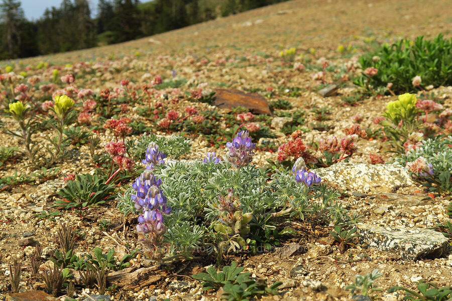 wildflowers (Lupinus breweri, Castilleja arachnoidea, Calyptridium sp. (Cistanthe sp.)) [Forest Road 20, Klamath National Forest, Jackson County, Oregon]
