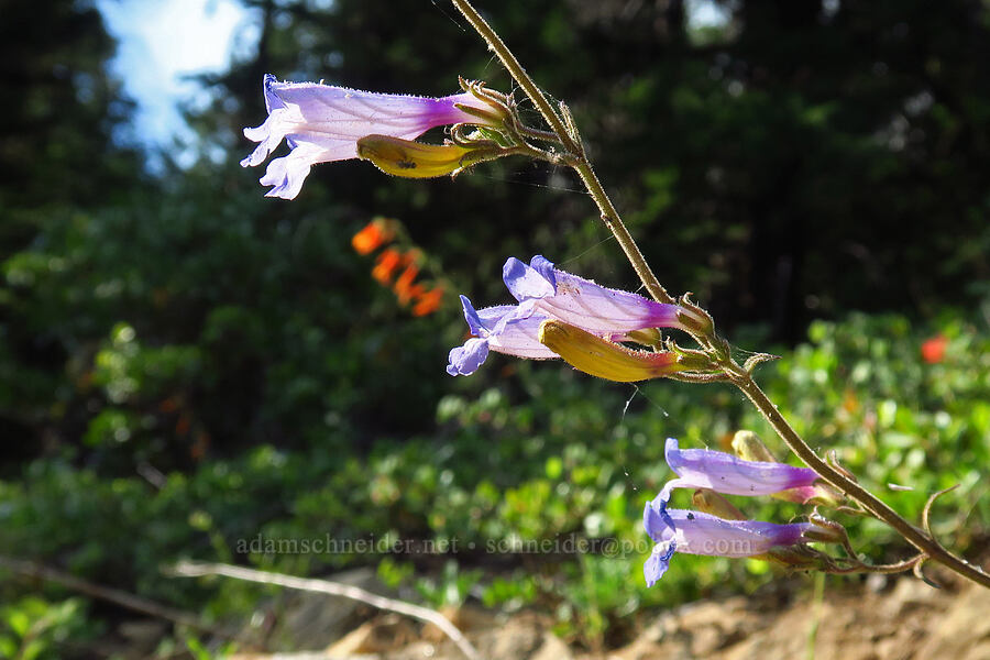 mountain blue penstemon (Penstemon laetus var. sagittatus) [Forest Road 20, Klamath National Forest, Jackson County, Oregon]