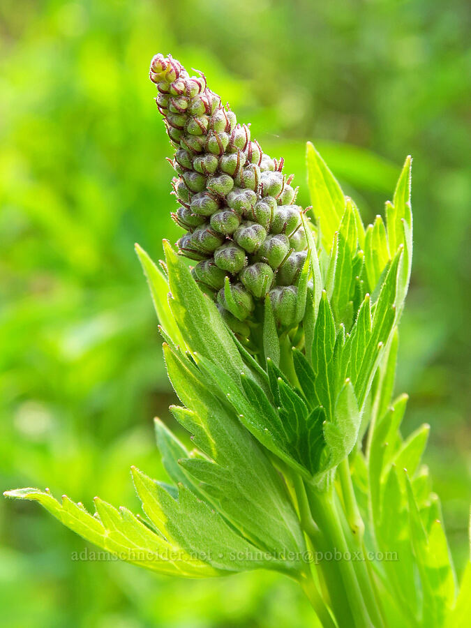Sierra larkspur, budding (Delphinium glaucum) [head of Little Applegate River, Rogue River-Siskiyou National Forest, Jackson County, Oregon]