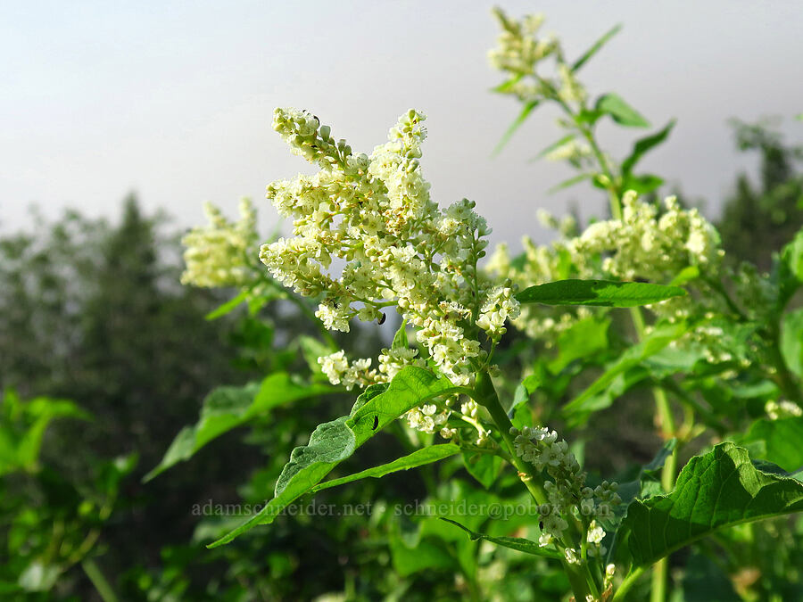 alpine knotweed (Aconogonon phytolaccifolium (Koenigia phytolaccifolia)) [head of Little Applegate River, Rogue River-Siskiyou National Forest, Jackson County, Oregon]