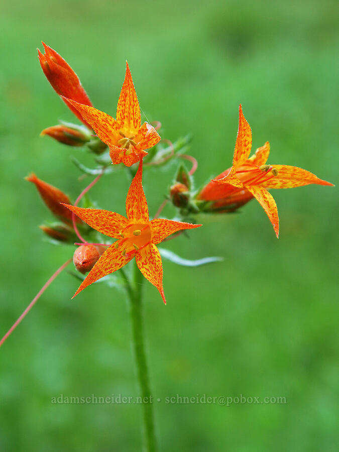 scarlet gilia (Ipomopsis aggregata) [head of Little Applegate River, Rogue River-Siskiyou National Forest, Jackson County, Oregon]