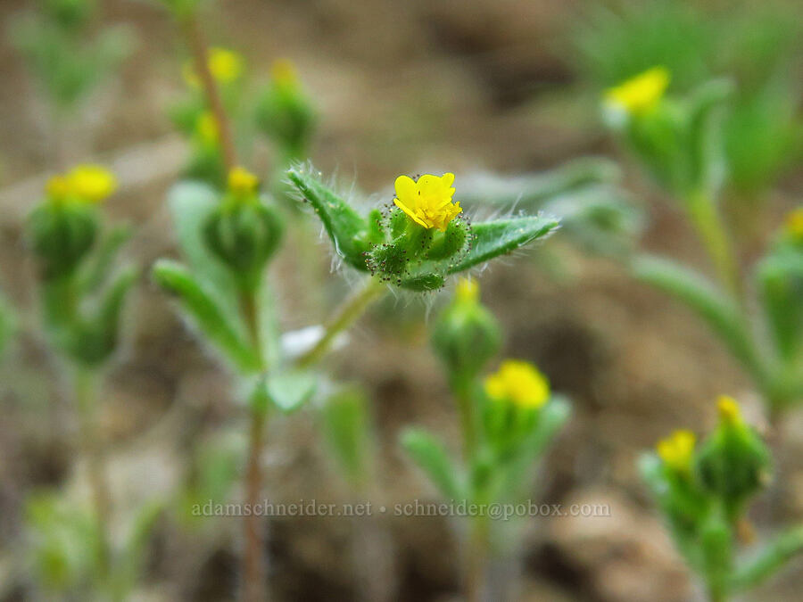 least tarweed (Hemizonella minima (Madia minima)) [head of Little Applegate River, Rogue River-Siskiyou National Forest, Jackson County, Oregon]