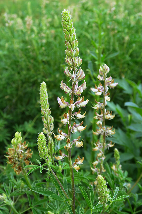 sickle-keel lupine (Lupinus albicaulis) [head of Little Applegate River, Rogue River-Siskiyou National Forest, Jackson County, Oregon]