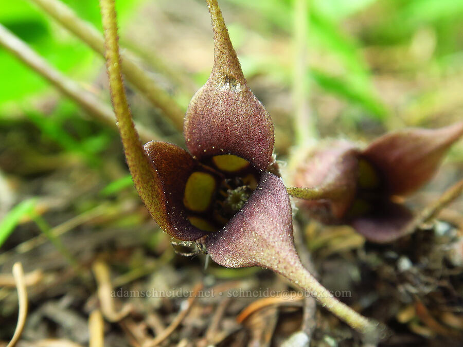 wild ginger (Asarum caudatum) [head of Little Applegate River, Rogue River-Siskiyou National Forest, Jackson County, Oregon]