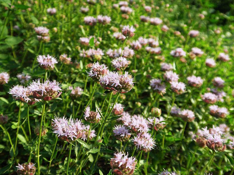 coyote mint (Monardella odoratissima) [head of Little Applegate River, Rogue River-Siskiyou National Forest, Jackson County, Oregon]