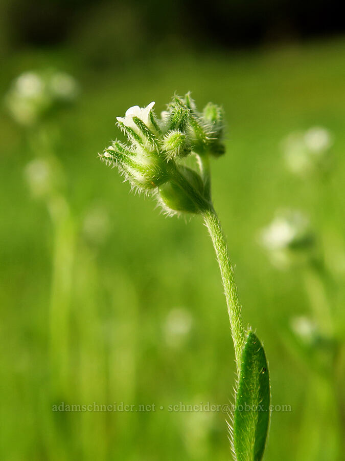 slender cryptantha (Cryptantha affinis) [head of Little Applegate River, Rogue River-Siskiyou National Forest, Jackson County, Oregon]