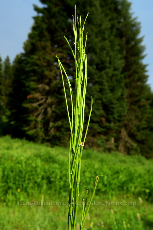 tower mustard seed-pods (siliques) (Turritis glabra (Arabis glabra)) [head of Little Applegate River, Rogue River-Siskiyou National Forest, Jackson County, Oregon]