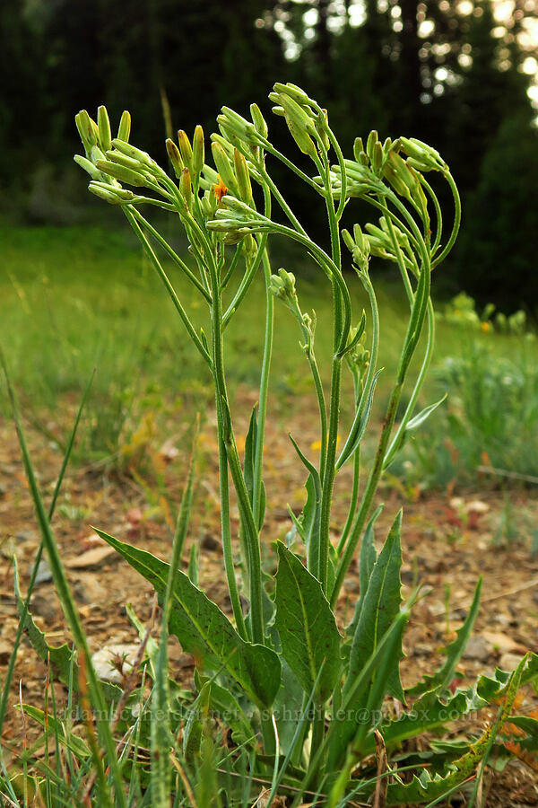 naked-stemmed hawksbeard (Crepis pleurocarpa) [Siskiyou Gap, Rogue River-Siskiyou National Forest, Jackson County, Oregon]