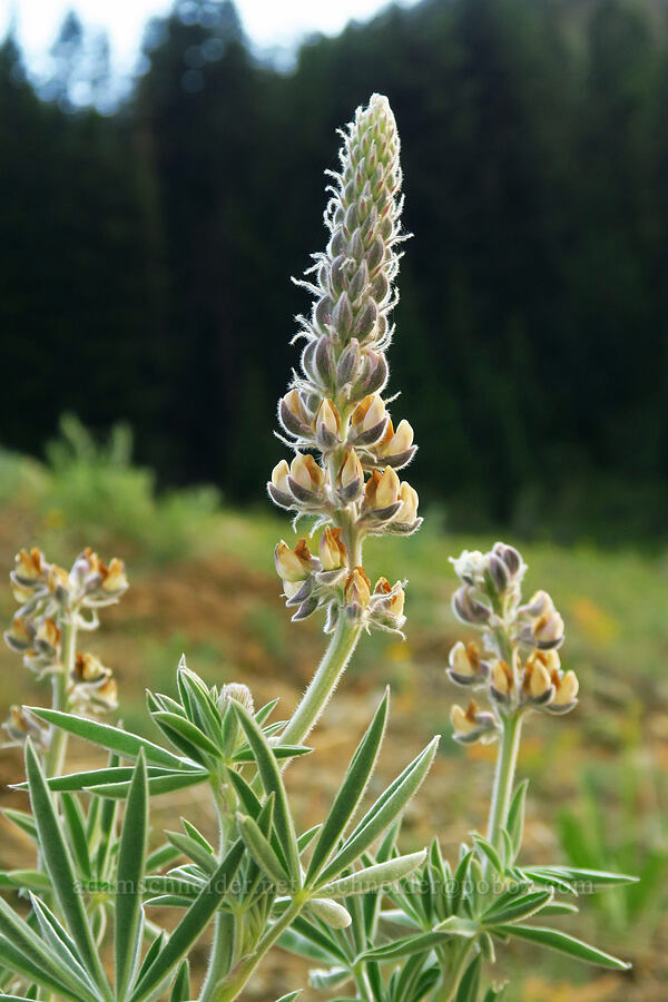 velvet lupine (Lupinus leucophyllus) [Siskiyou Gap, Rogue River-Siskiyou National Forest, Jackson County, Oregon]