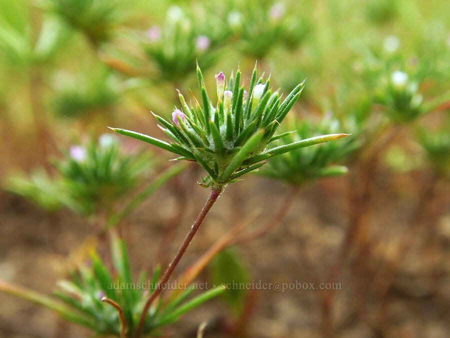 mountain navarretia (Navarretia divaricata) [Siskiyou Gap, Klamath National Forest, Jackson County, Oregon]