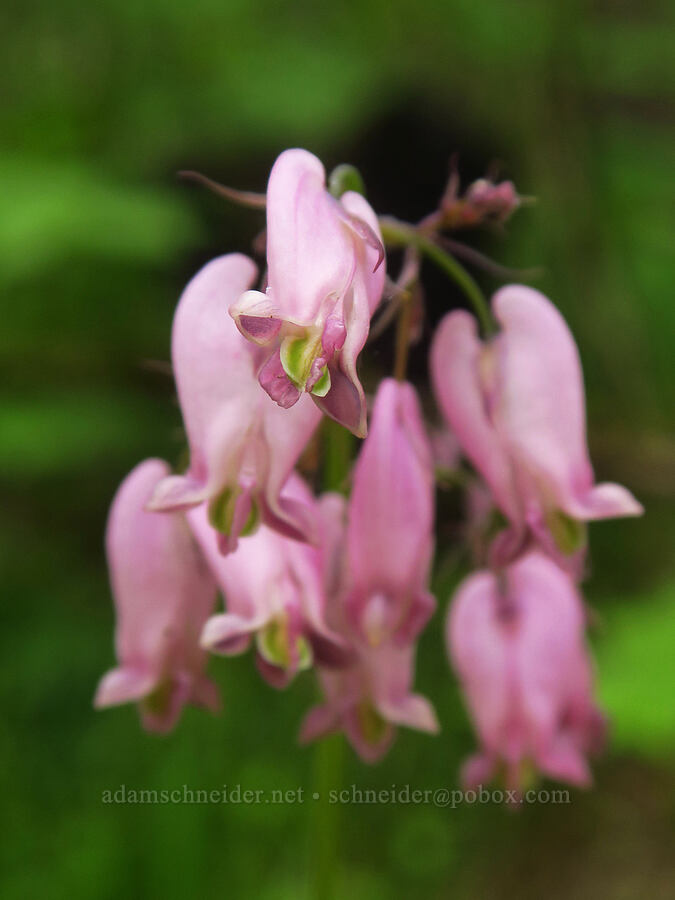 bleeding hearts (Dicentra formosa) [Gorge Trail #400, Columbia River Gorge, Multnomah County, Oregon]