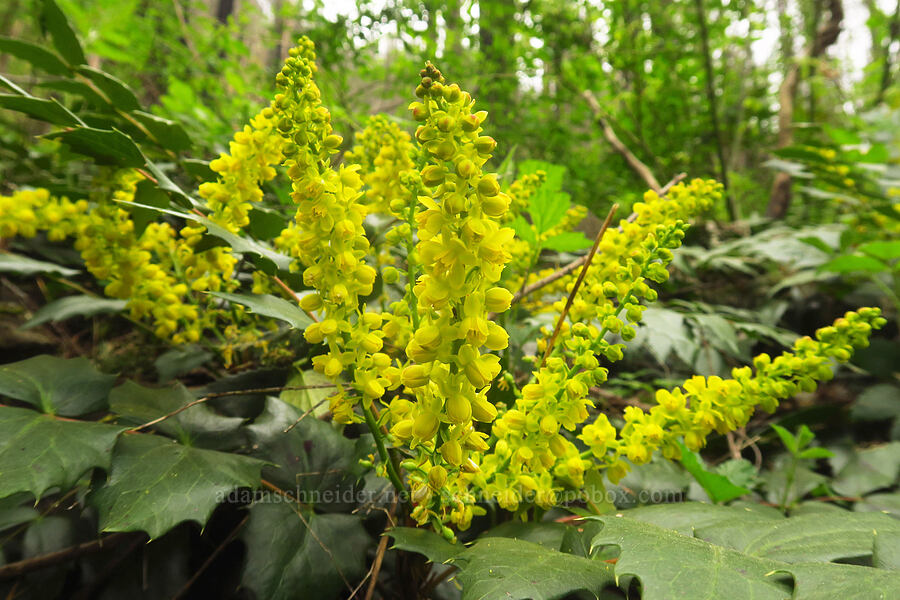 Cascade Oregon-grape (Mahonia nervosa (Berberis nervosa)) [Gorge Trail #400, John B. Yeon State Park, Multnomah County, Oregon]