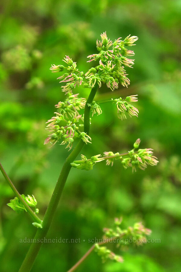 western meadow-rue, female flowers (Thalictrum occidentale) [Gorge Trail #400, John B. Yeon State Park, Multnomah County, Oregon]