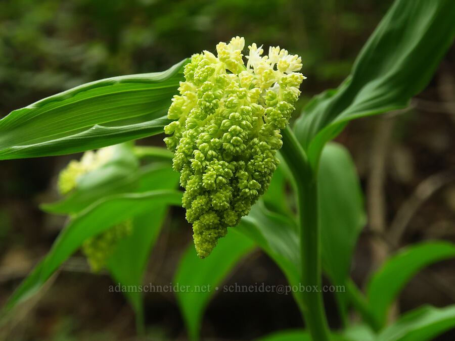 feathery false solomon's-seal (Maianthemum racemosum ssp. amplexicaule (Smilacina racemosa)) [Gorge Trail #400, John B. Yeon State Park, Multnomah County, Oregon]