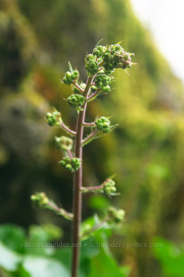 small-flowered alumroot, budding (Heuchera micrantha) [Upper McCord Creek Falls Trail, John B. Yeon State Park, Multnomah County, Oregon]
