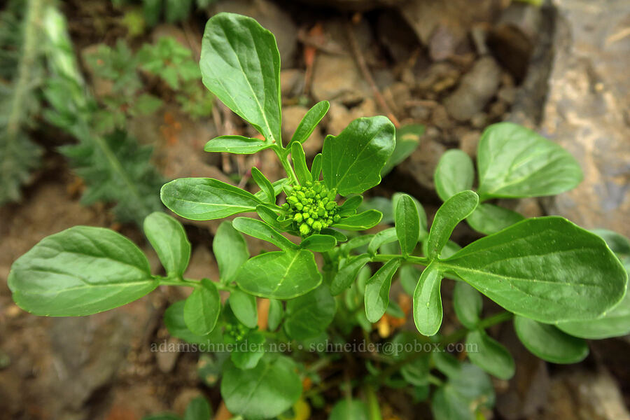 Scouler's valerian, budding (Valeriana scouleri (Valeriana sitchensis ssp. scouleri)) [Upper McCord Creek Falls Trail, John B. Yeon State Park, Multnomah County, Oregon]