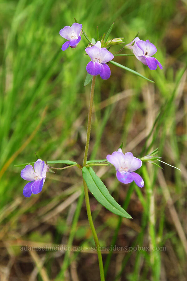 large-flowered blue-eyed-mary (Collinsia grandiflora) [Upper McCord Creek Falls Trail, John B. Yeon State Park, Multnomah County, Oregon]